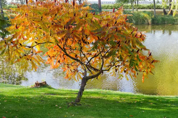 Photo of Small tree of the Rhus typhina with autumn leaves