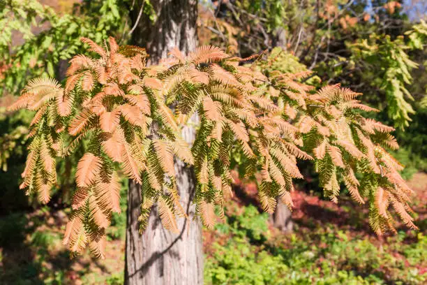 Photo of Branch of the dawn redwood with autumn leaves