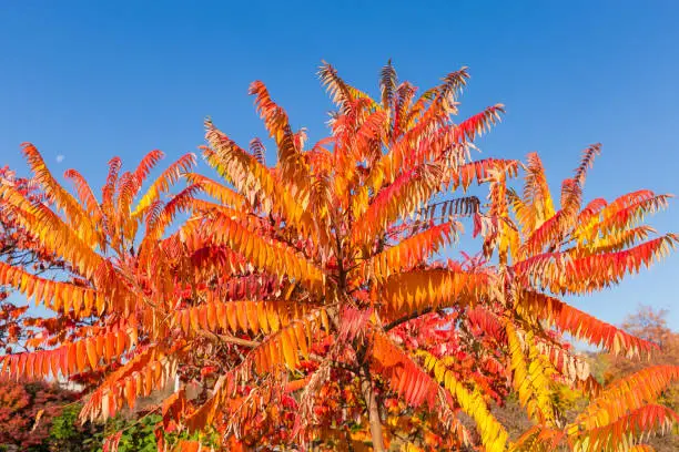 Photo of Treetop of Rhus typhina with autumn leaves against clear sky