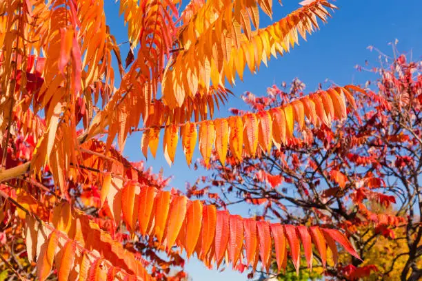 Photo of Branch of Rhus typhina with bright autumn leaves close-up