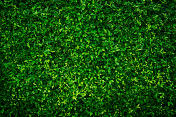 kleine grüne blätter textur hintergrund mit schönen muster. saubere umwelt. zierpflanze im garten. eco-wand. bio-natur-hintergrund. viele blätter reduzieren staub in der luft. tropischer wald. - spring air lush foliage branch stock-fotos und bilder