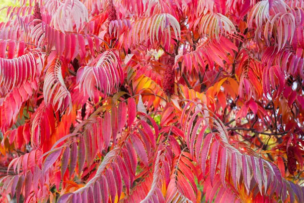 Photo of Background of the sumac branches with bright red autumn leaves