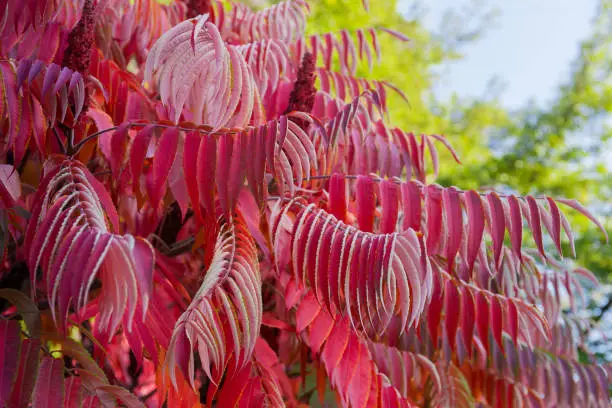 Photo of Bush of the Rhus typhina with bright red autumn leaves