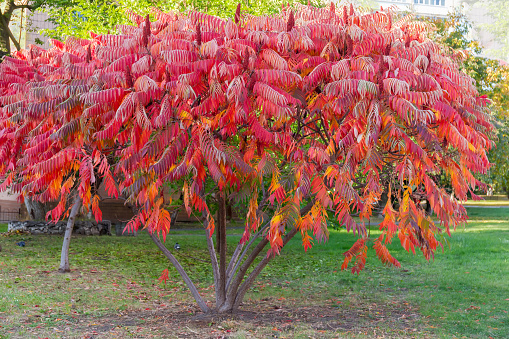 Bush of the Rhus typhina, also known as staghorn sumac, or just sumac with bright red autumn leaves in a residential area