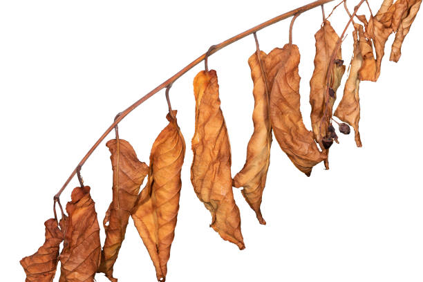 istock Branch with dried leaves on white isolated 1182403091