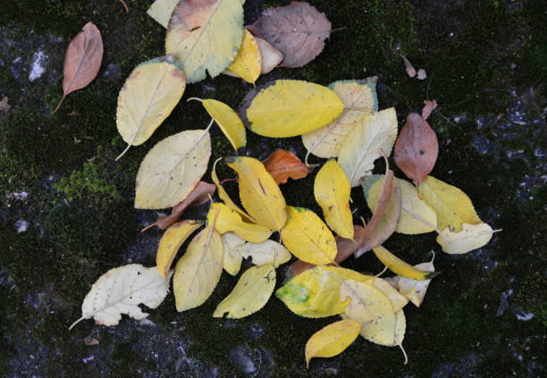 istock sear autumn leaves 1182403220