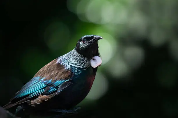 Photo of Close-up portrait of Tui bird on Tiritiri Matangi Island