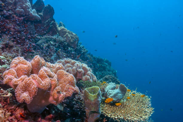 istock Coral reef South Pacific 1182404235