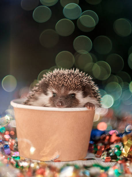istock small Christmas hedgehog is looking at the camera 1182404236