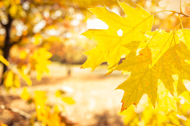 Autumn leaves during sunny day