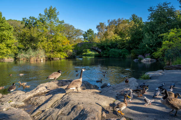 istock Gapstow Bridge in Central Park 1182404519
