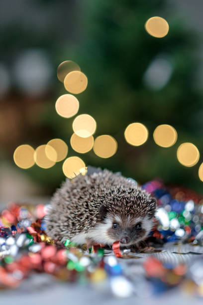 istock small Christmas hedgehog is looking at the camera 1182404557