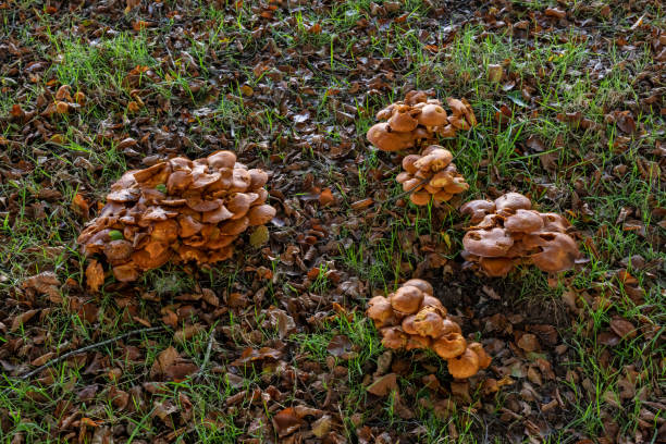 istock Large group of mushrooms growing in October in Cornwall 1182404580