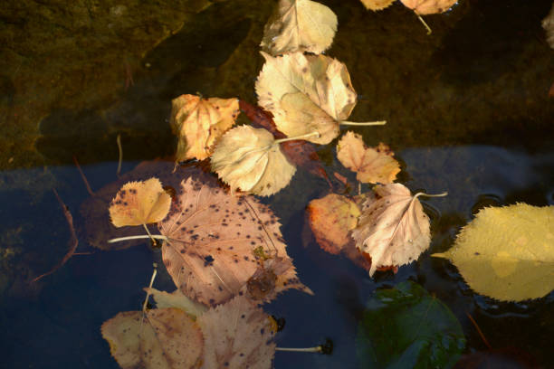 istock autumn leaves swimming on water lit by sun 1182405287