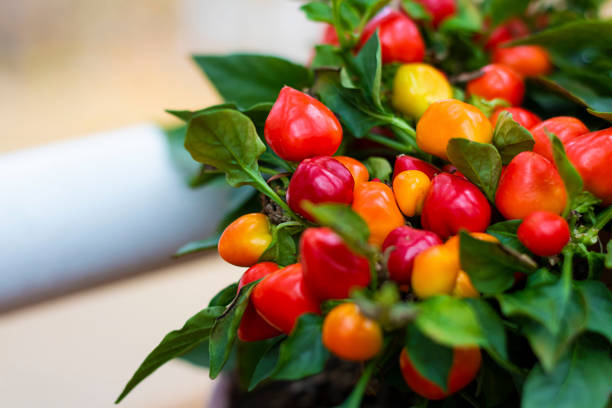 ripe bright red hot chili peppers on plant. Selective focus. Wallpaper about gardening and harvest, autumn. Horizontal with copy space.