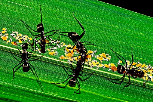Ant and Aphids on grass leaf.