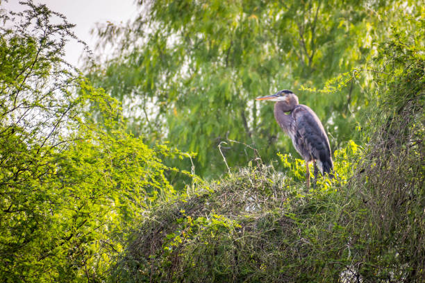 istock A Great Blue Heron in Frontera Audubon Society, Texas 1182411581