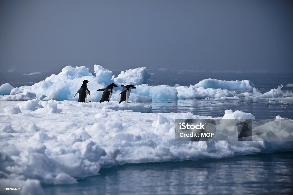 Penguin evacuation Antarctica  Adelie Penguin Stock Photo