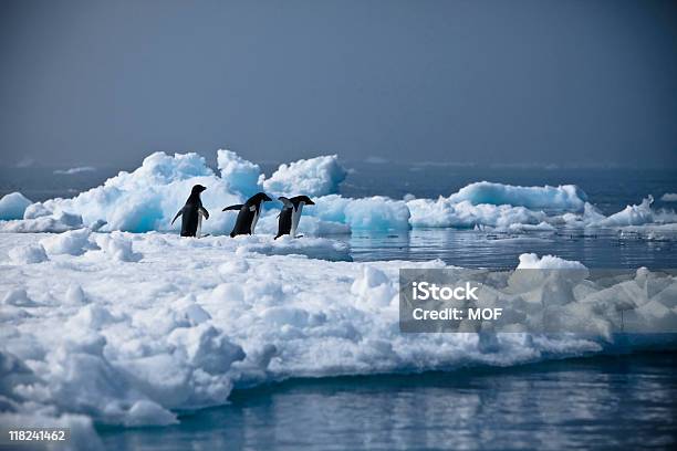 Penguin Evacuation Antarctica Stock Photo - Download Image Now - Adelie Penguin, Animal Wildlife, Antarctica