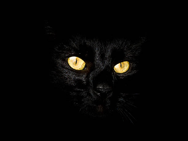 istock black cat eyes yellow 118241545