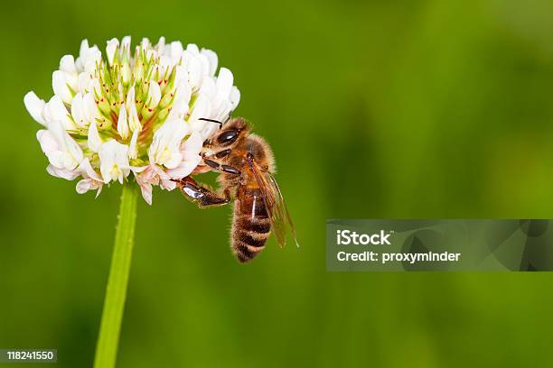 Honeybee A Trifoglio - Fotografie stock e altre immagini di Ape - Ape, Trifoglio - Fiore, Ambientazione esterna