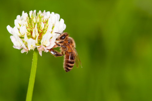 honeybee collecting honey and pollen on clover 