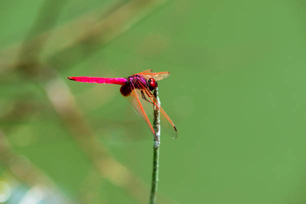 Insect red dragonfly in nature pond green background