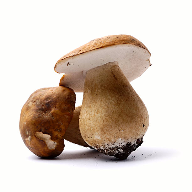 istock Porcini Mushroom 118241735