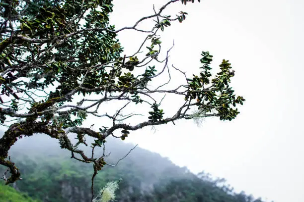 A tree on top of a mountain on the island of oahu. The wild life and plant life at higher altitudes is remarkable.