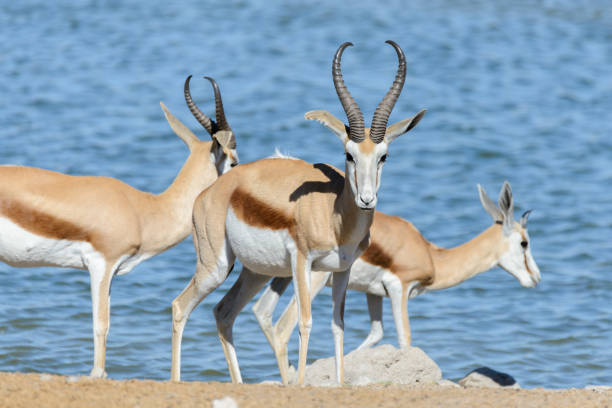 Wild springbok antelopes in the African savanna stock photo
