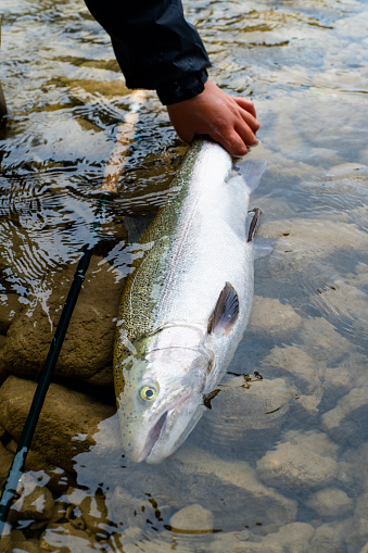 A large, freshly caught Steelhead or Rainbow Trout.  Steelhead are a strain of ocean or lake run rainbow trout that return to rivers to spawn.  They are typically larger than resident stream rainbow trout and are genetically distinct.