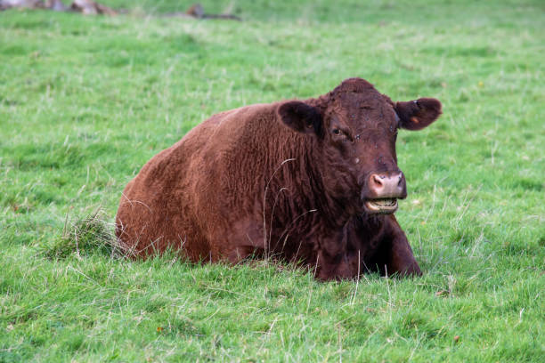 istock Large brown cow laying down in a field 1182419142