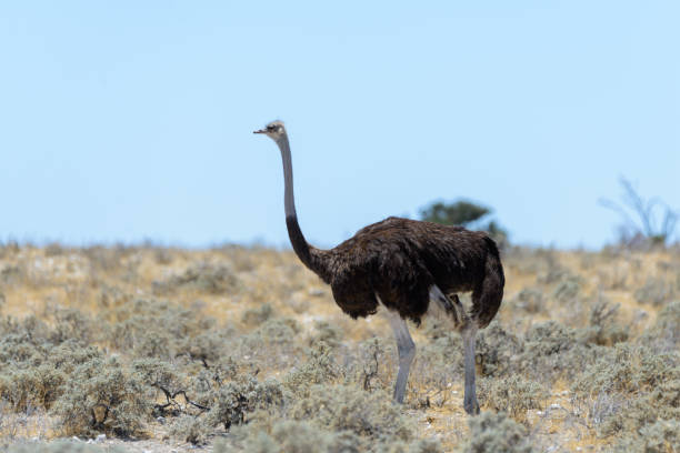 istock Wild ostrich walking in the African savannah 1182419246
