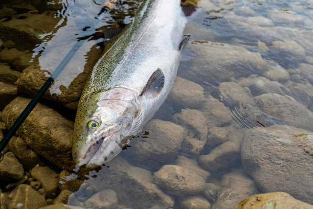 istock A large, freshly caught Steelhead or Rainbow Trout. 1182419358