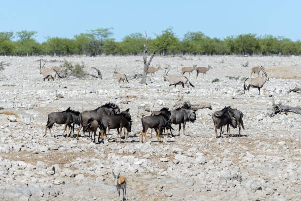 istock Wild gnu antelope in in African national park 1182419669