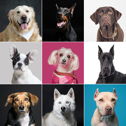 Group of various dog portraits