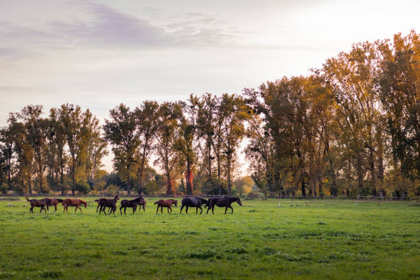 istock Herd of thoroughbred horses on pasture 1182419881