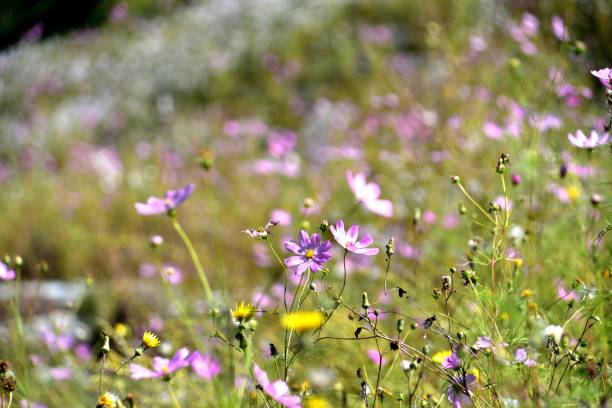 istock Flower cosmos representing autumn 1182419961