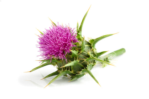 cardo mariano (silybum marianum) isolato su bianco. - cardo foto e immagini stock