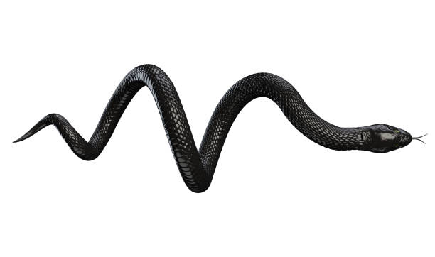 白に隔離された黒いヘビ - ヘビ ストックフォトと画像