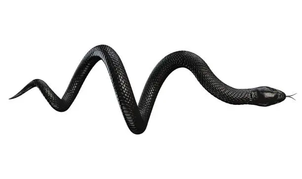 Photo of Black Snake isolated on White