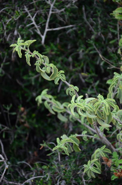 istock Green natural sage plant 1182421958
