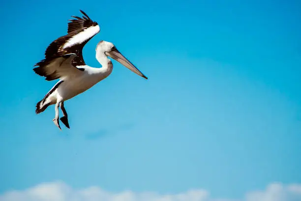 Australian pelican flying during the day time.