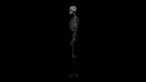 istock Skeleton, x-ray, bones in body 1182422995