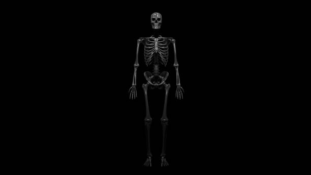 istock Skeleton, x-ray, bones in body 1182422997