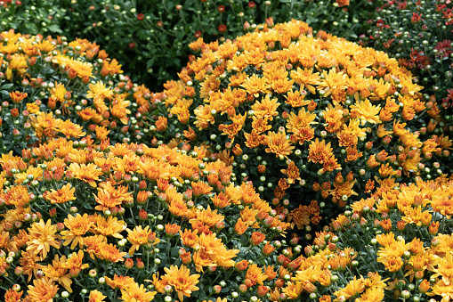 Flowerbed with abundance of colorful chrysanthemum flowers in orange and red. The image was captured with a full frame DSLR camera and a fast, sharp prime lens at low ISO resulting in large clean files.