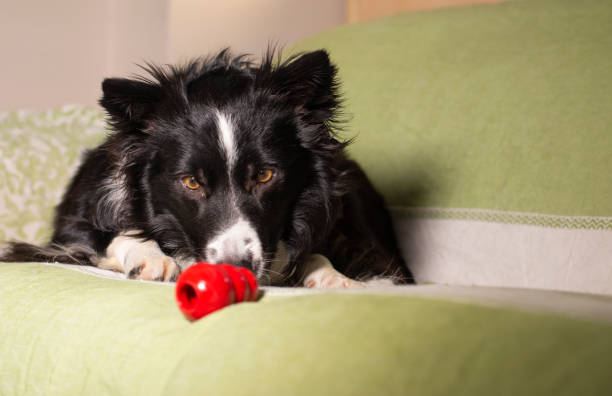 美しいボーダーコリーの子犬はソファの上で彼のコングを見つめます - beautiful red fur small ストックフォトと画像