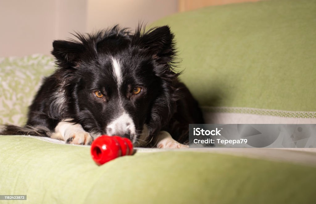 Beautiful border collie puppy stares at his Kong on the couch A beautiful border collie puppy stares at his Kong on the couch Dog Stock Photo