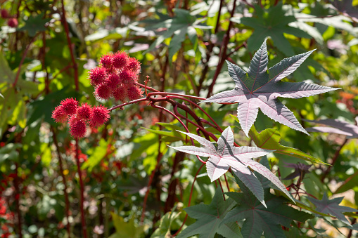 Ricinus communis (the castor bean or castor oil) plant with leaves and seed capsules on a sunny day in fall.