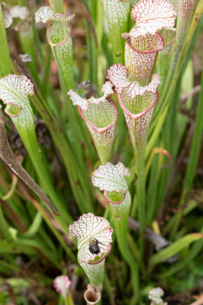 istock Group of tropical carnivorous pitcher plants 1182425543